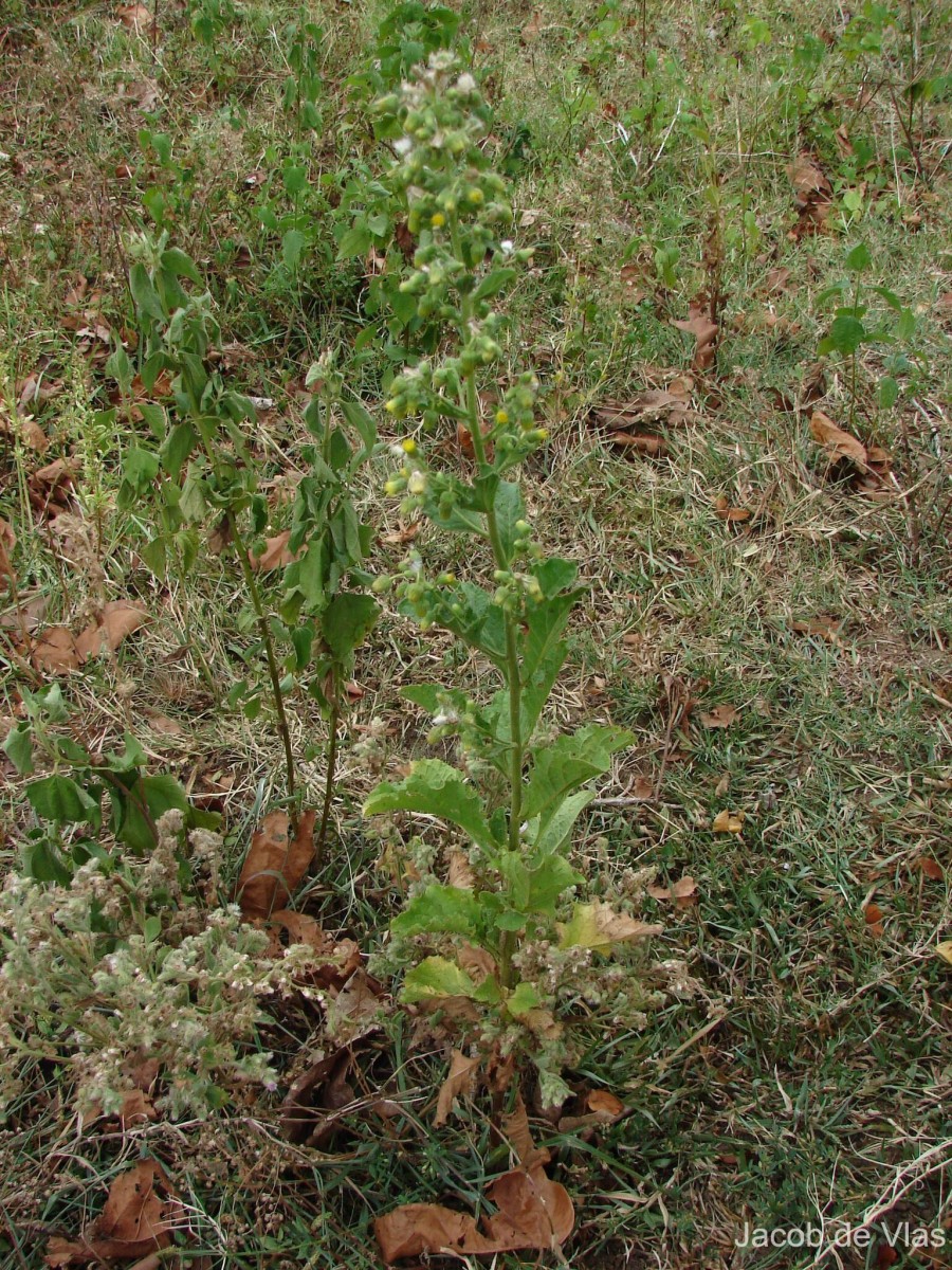 Blumea lacera (Burm.f.) DC.
